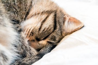 Bir kaplan kedi yumuşak, rahat bir yatakta uyur. Kedi topun içine kıvrılmış.