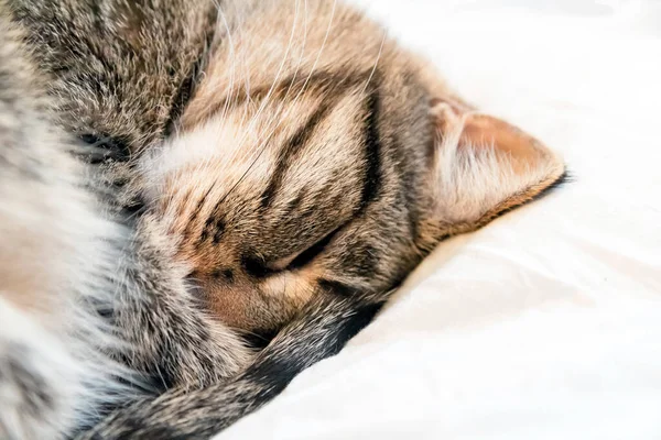 Bir kaplan kedi yumuşak, rahat bir yatakta uyur. Kedi topun içine kıvrılmış. — Stok fotoğraf