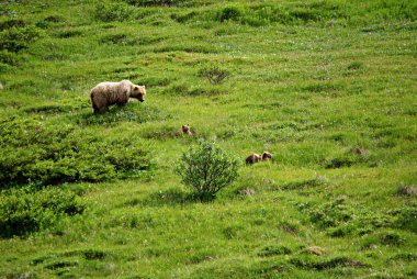 Anne boz ayı yavrularını 1 ile