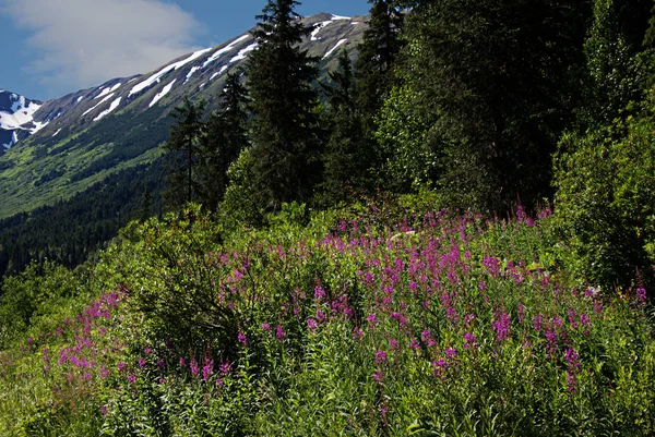 Fireweed z górami w tle — Zdjęcie stockowe