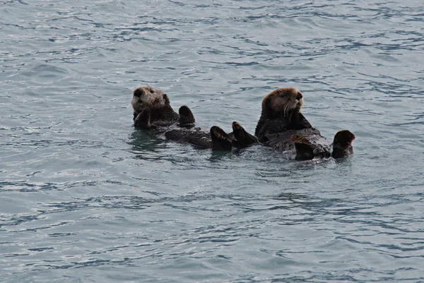 Lontras flutuando na Baía da Ressurreição perto de Seward Alaska — Fotografia de Stock