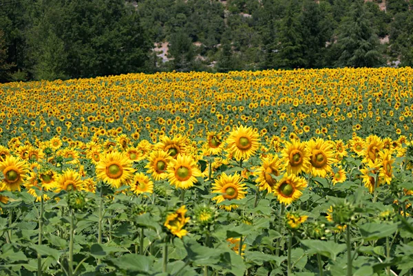 Sunflower Field Near Saint-Cirq-Lapopie A — Stock Photo, Image