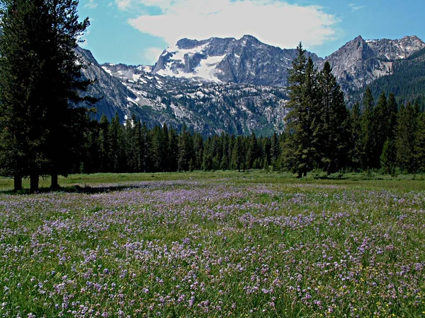 Alpine Meadow and Sawtooth Mountains Perto de Stanley, Idaho 9 — Fotografia de Stock