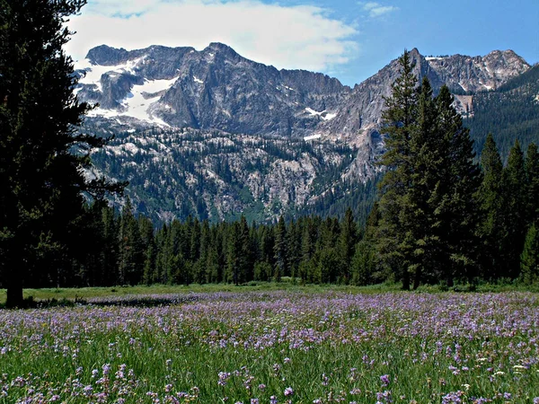 Montañas Alpine Meadow y Sawtooth cerca de Stanley, Idaho 8 — Foto de Stock