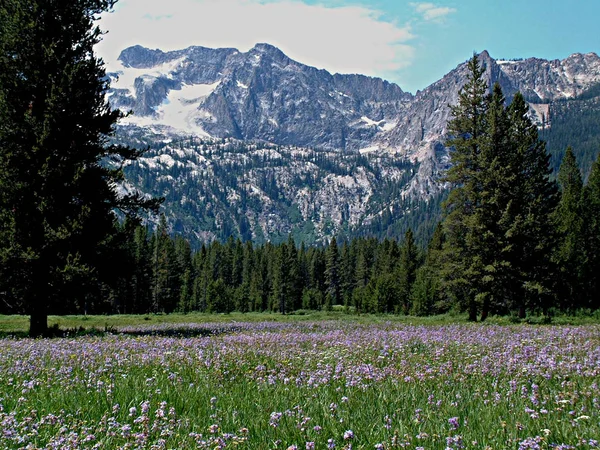 Montañas Alpine Meadow y Sawtooth cerca de Stanley, Idaho 7 — Foto de Stock