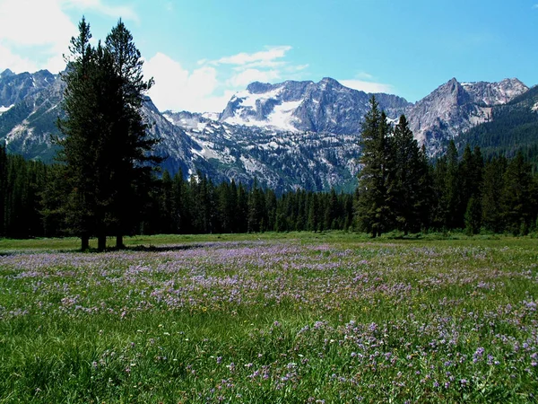 Alpine Meadow and Sawtooth Mountains Perto de Stanley, Idaho 4 — Fotografia de Stock