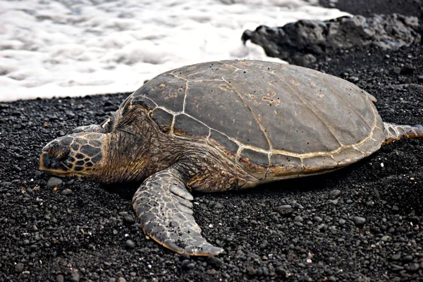 Groene zee schildpad Iii — Stockfoto