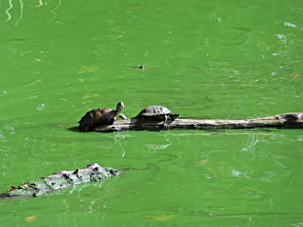 Tartarugas Sunning no Central Park I — Fotografia de Stock