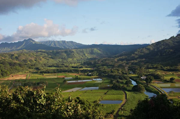 Princeville yakınındaki Taro Paddys