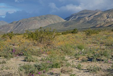 Anza-Borrego kır çiçekleri B
