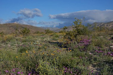 Anza-Borrego kır çiçekleri C