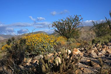 Anza-Borrego kır çiçekleri F