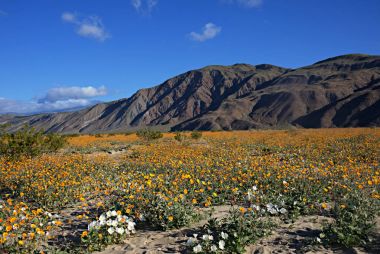 Anza-Borrego kır çiçekleri G