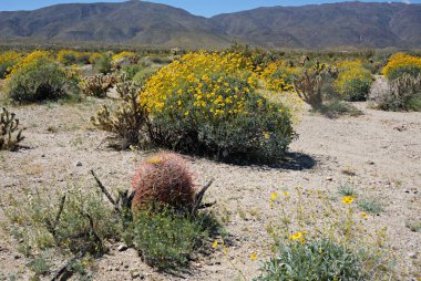 Anza-Borrego kır çiçekleri N
