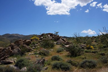 Anza-Borrego kır çiçekleri S
