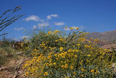 Anza-Borrego kır çiçekleri X