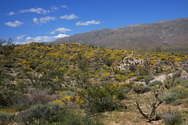 Anza-Borrego kır çiçekleri Z