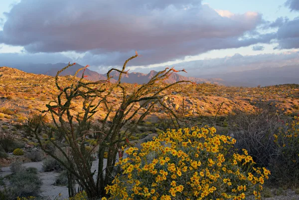 Anza-borrego Wüste bei Sonnenaufgang b — Stockfoto