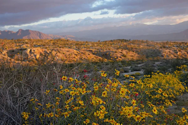 Anza-Borrego Çölü gündoğumu c