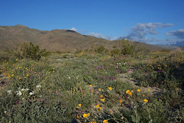 Anza-Borrego kır çiçekleri A