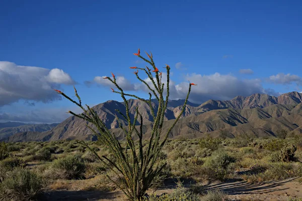 Anza-Borrego kır çiçekleri D
