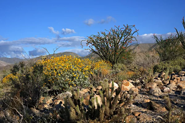 Anza-Borrego kır çiçekleri F