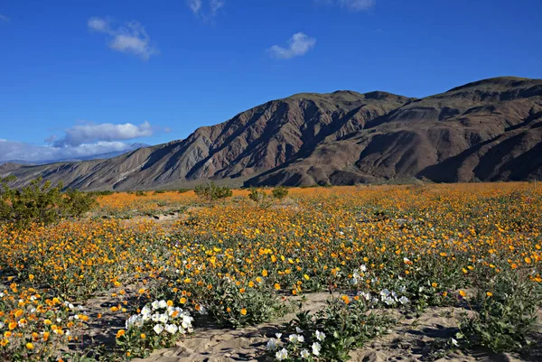 Anza-Borrego kır çiçekleri G