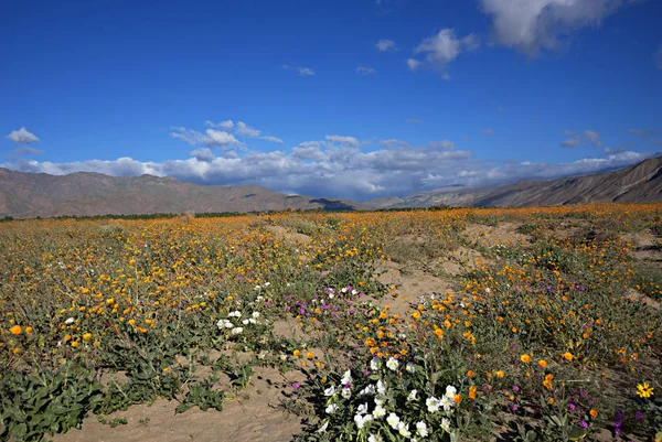 Wildblumen-Borrego j — Stockfoto