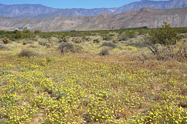 Anza-Borrego Wildblumen L — Stockfoto