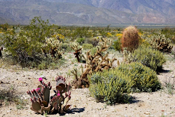 Anza-Borrego kwiaty O — Zdjęcie stockowe