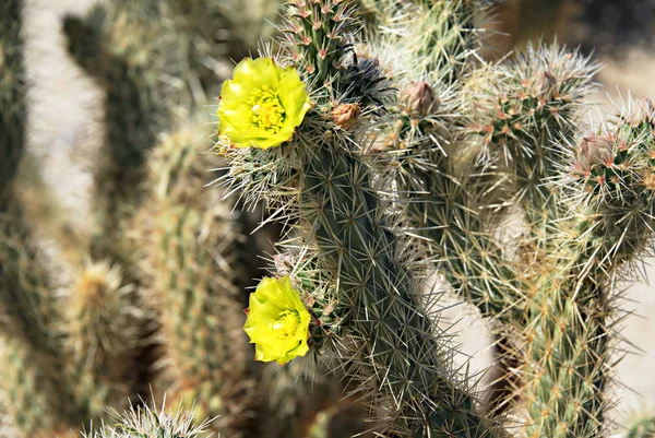 Anza-Borrego Flores silvestres P — Foto de Stock