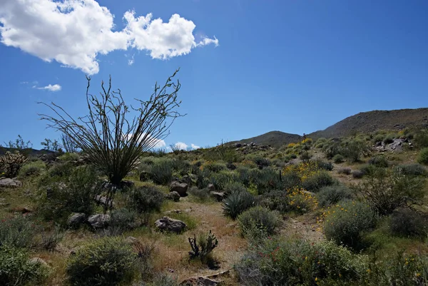 Anza-Borrego Flores silvestres R — Fotografia de Stock