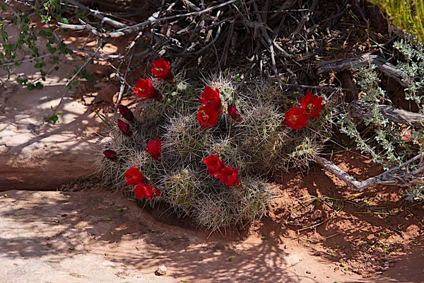 Cactus Beavertail en Orange Cliffs Pasar por alto —  Fotos de Stock