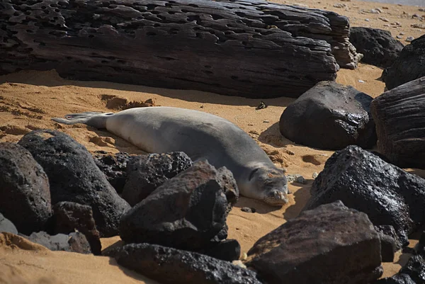 Monge Seal em Kauai C — Fotografia de Stock