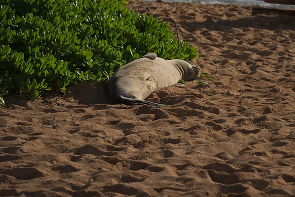 Monge Seal em Kauai B — Fotografia de Stock