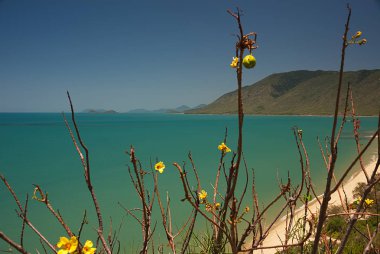 Rex Lookout yakın Cairns A