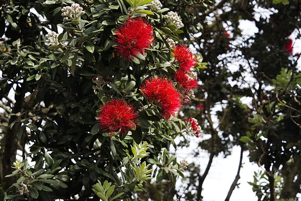 Alberi di Natale in Nuova Zelanda Auckland A — Foto Stock