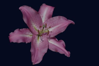 Josephine Lily ile Kara Arkaplan