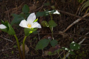 Oregon Woodlands Pasifik Trillium