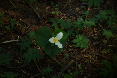 Pacific Trillium Growing Wild in the Woodlands of Oregon clipart