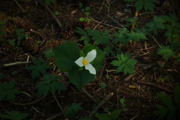 Oregon Ormanları 'nda Pasifik Trillium Büyüyor Vahşi