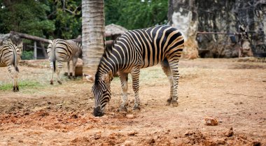 Zebra hayvanat bahçesinde