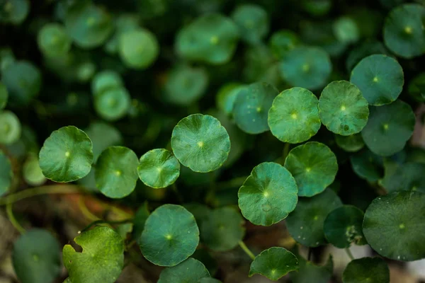 Yeşil centella doku saksının içinde — Stok fotoğraf