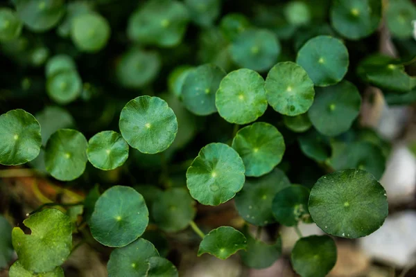 Yeşil centella doku saksının içinde — Stok fotoğraf