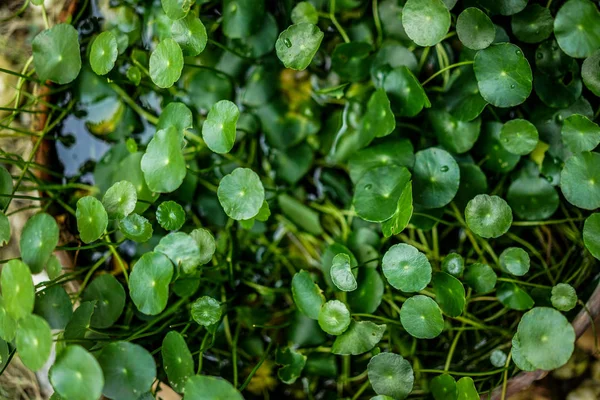 Green centella texture in flowerpot — Stock Photo, Image