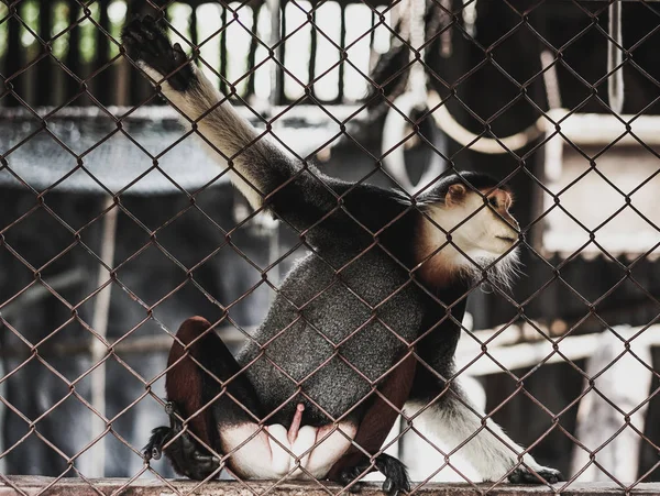 Makaken im Zoo-Käfig — Stockfoto