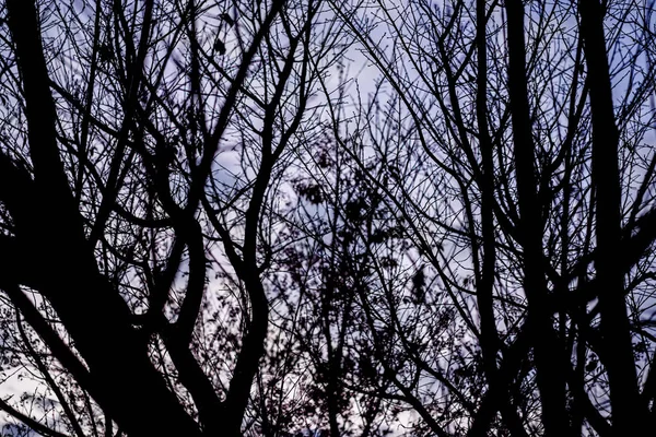 Μαύρο κλαδιά με βιολετί ουρανό φόντο — Φωτογραφία Αρχείου