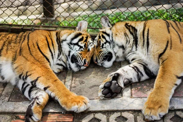 tigers sleep  in the zoo with cage background