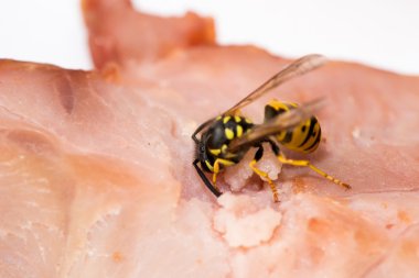 Et yemek yaban arısı hornet yakın çekim