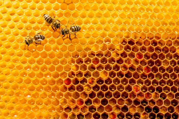 Primer plano de las abejas en panal en colmenar —  Fotos de Stock